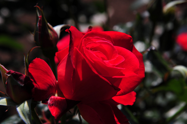 130508 4 DSC_9730.jpg